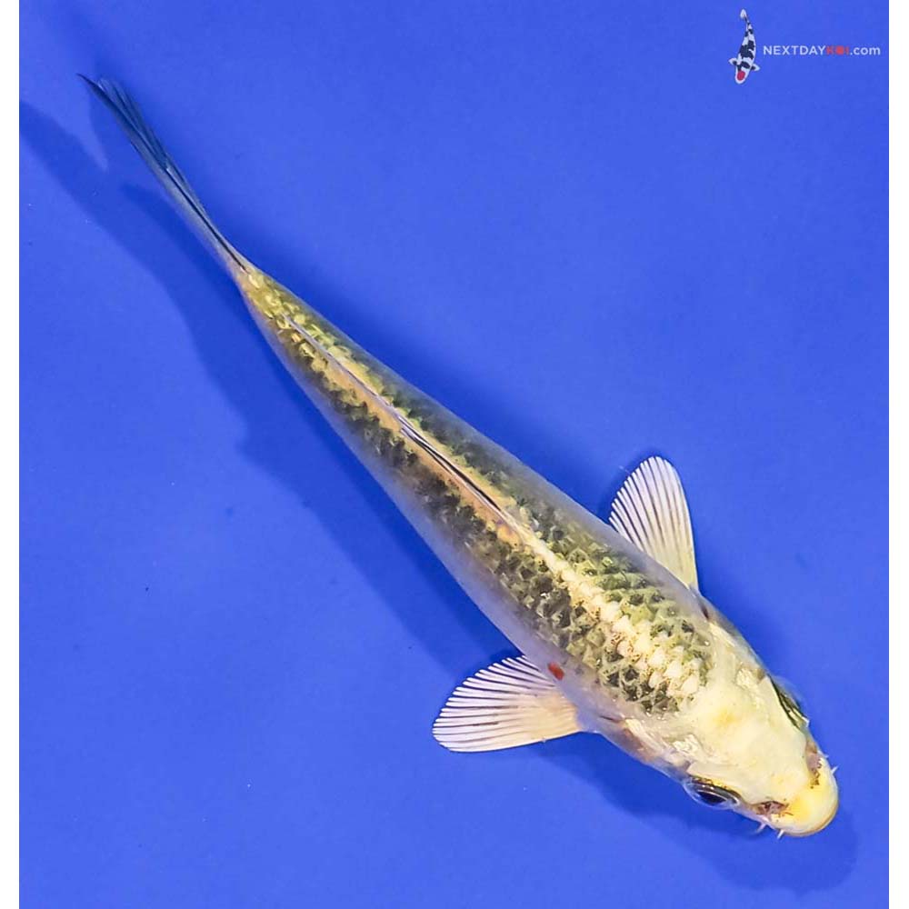 4.5” Imported Ki Matsuba