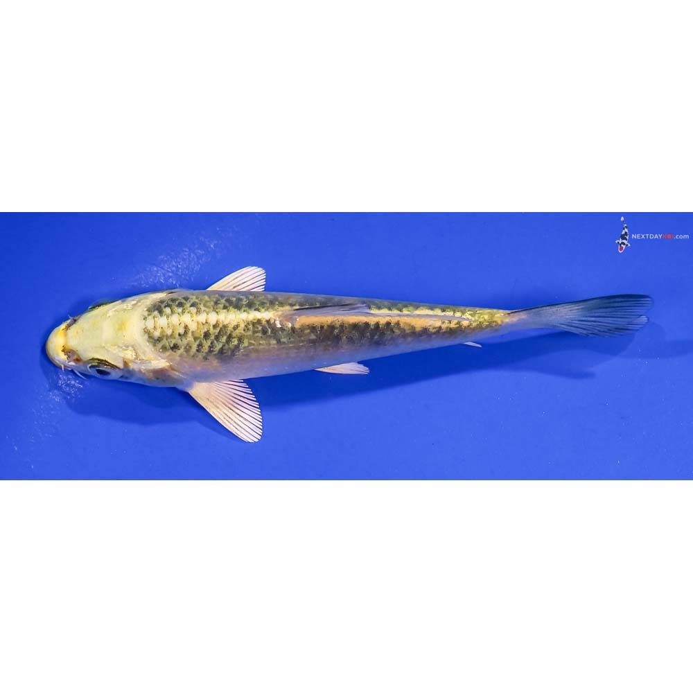 4.5” Imported Ki Matsuba