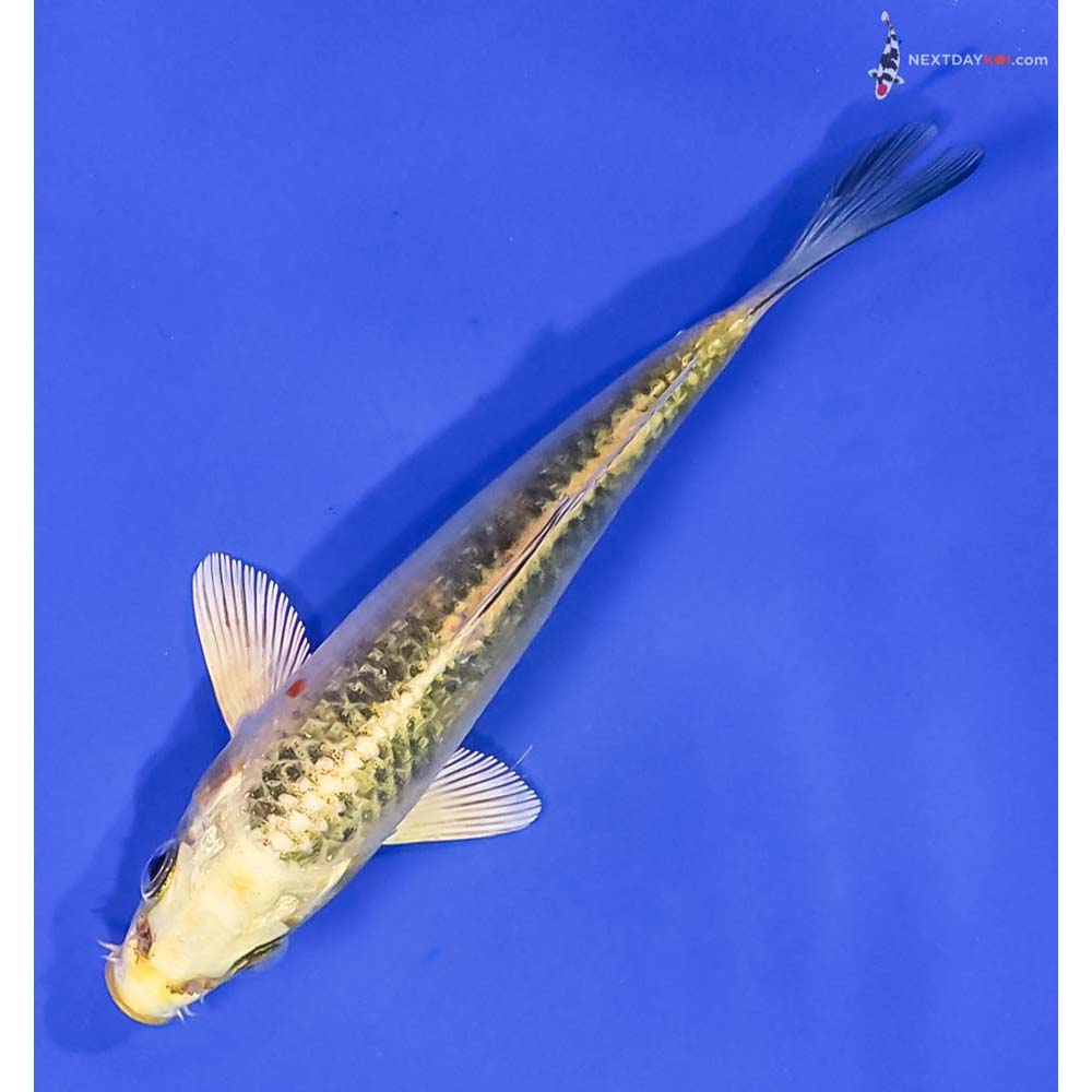 4.5” Imported Ki Matsuba