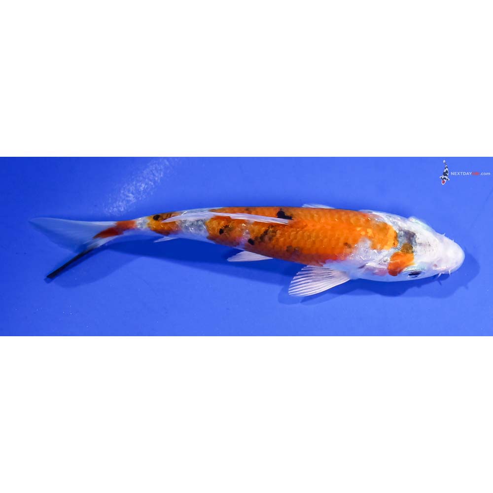 4.5” Imported Yamato Nishiki