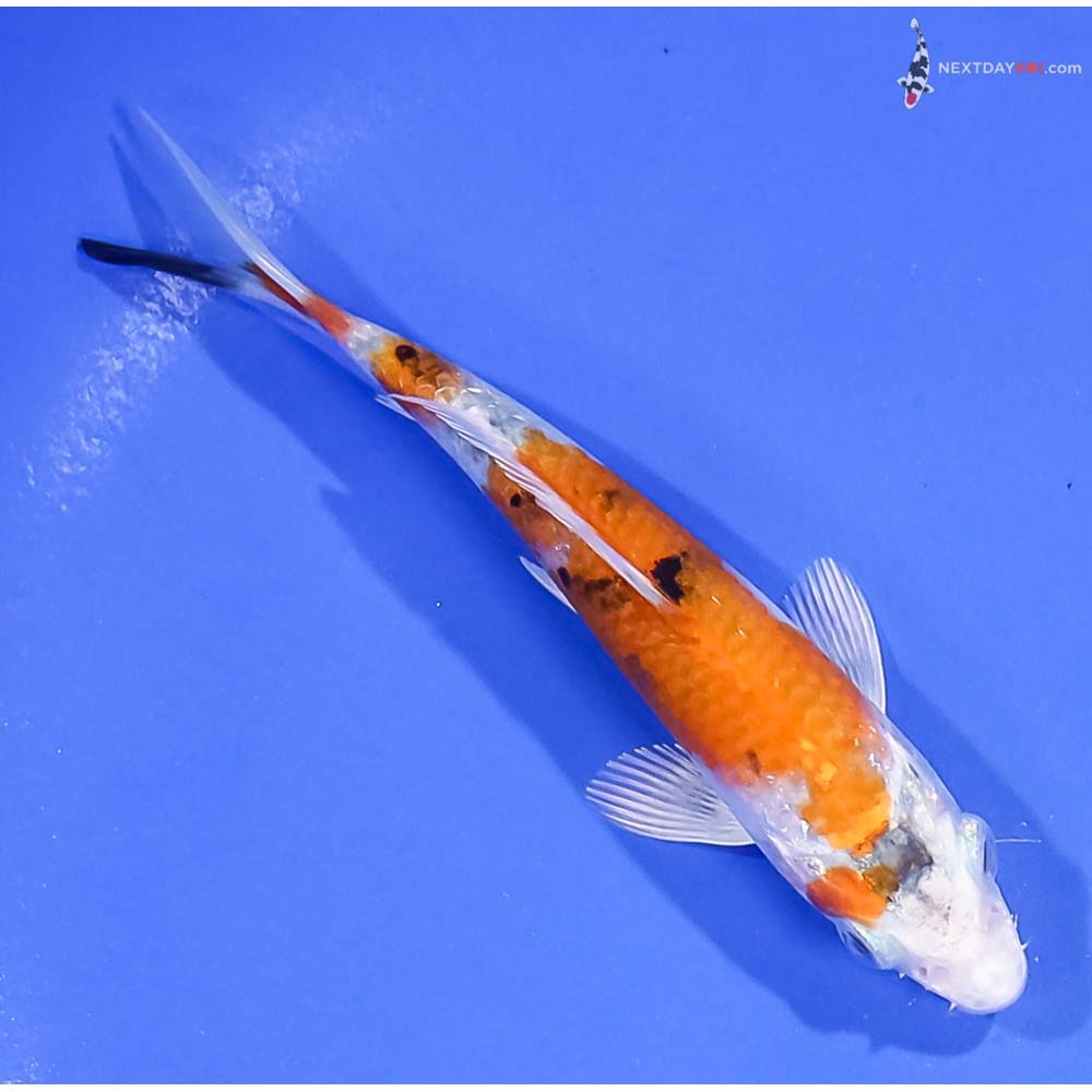 4.5” Imported Yamato Nishiki