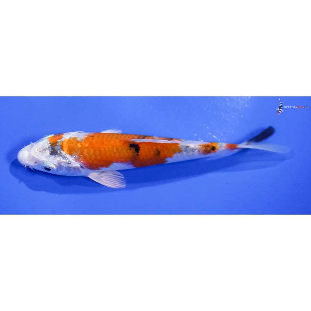 4.5” Imported Yamato Nishiki