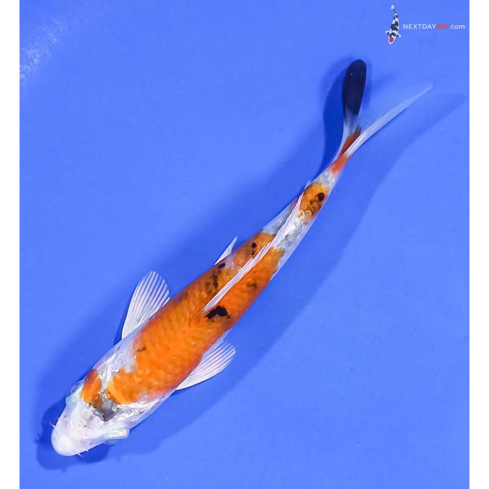 4.5” Imported Yamato Nishiki