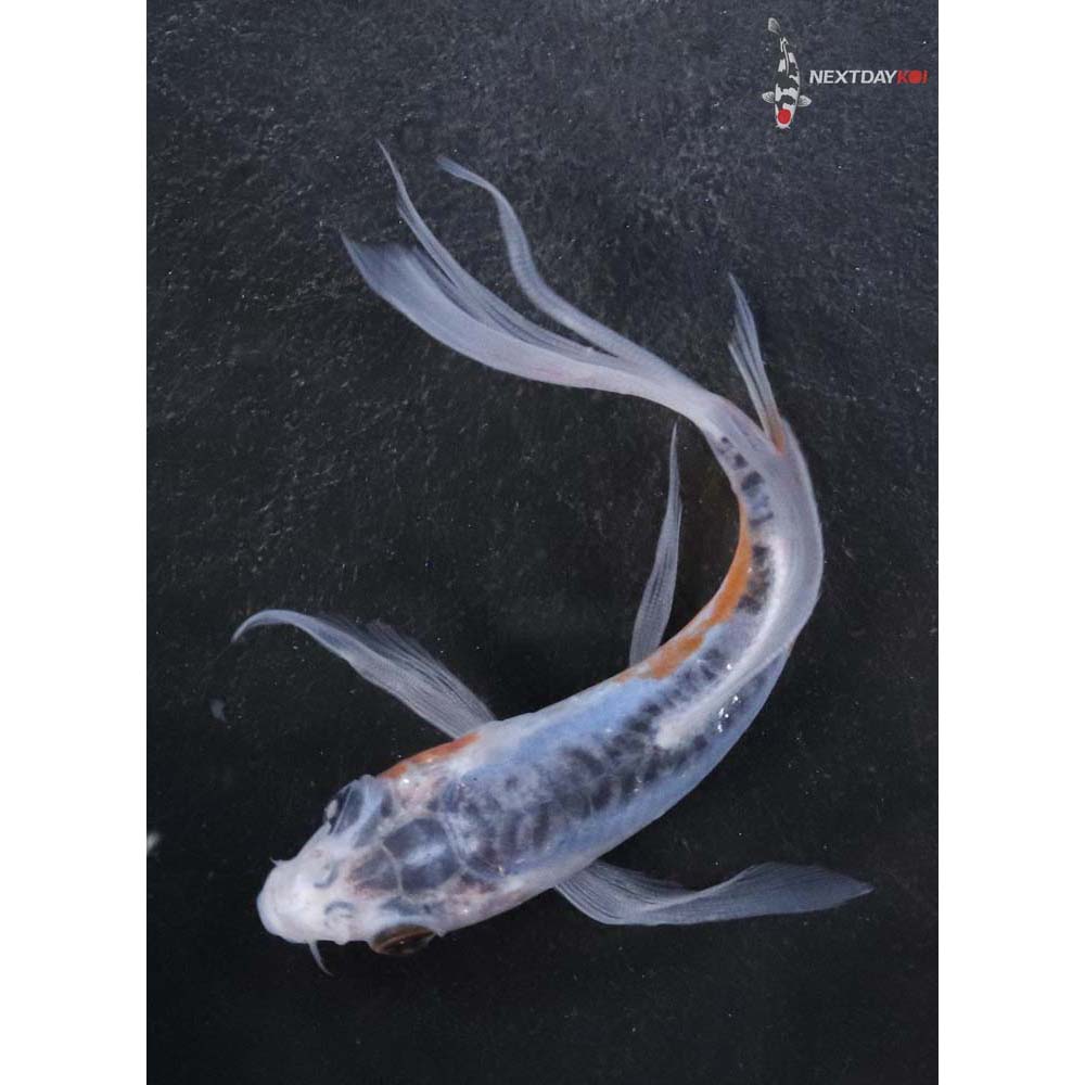 4.5” Imported Shusui Butterfly Koi