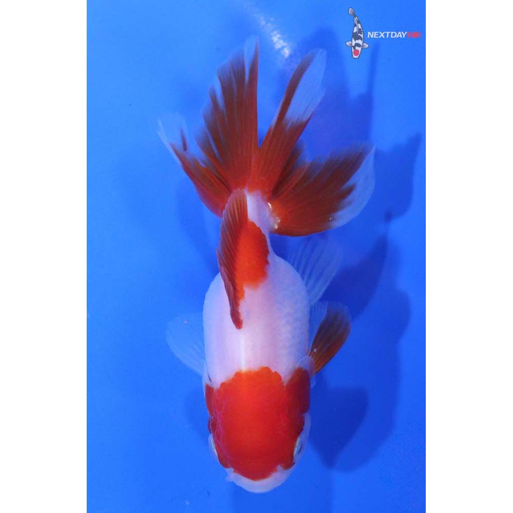 3.5” Imported Red and White Oranda