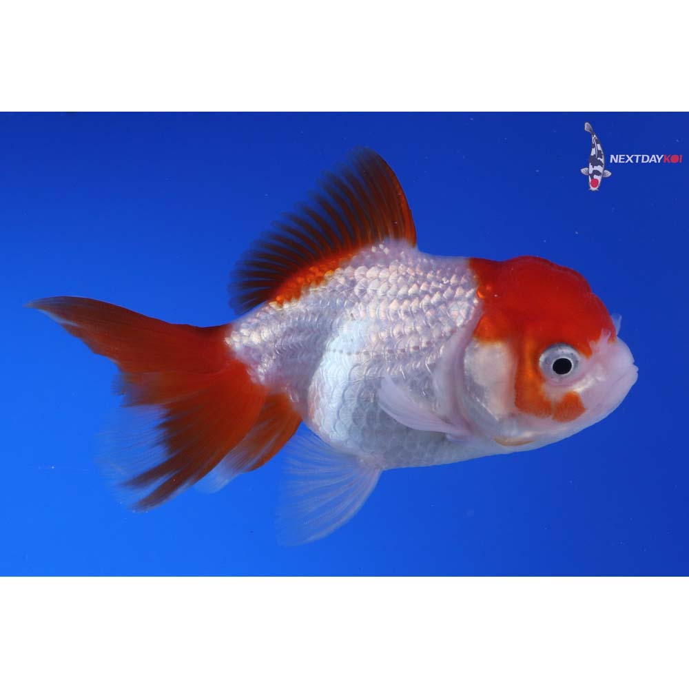 3.5” Imported Red and White Oranda