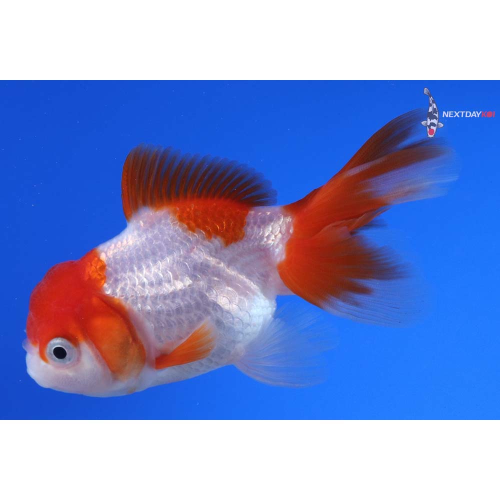 3.5” Imported Red and White Oranda