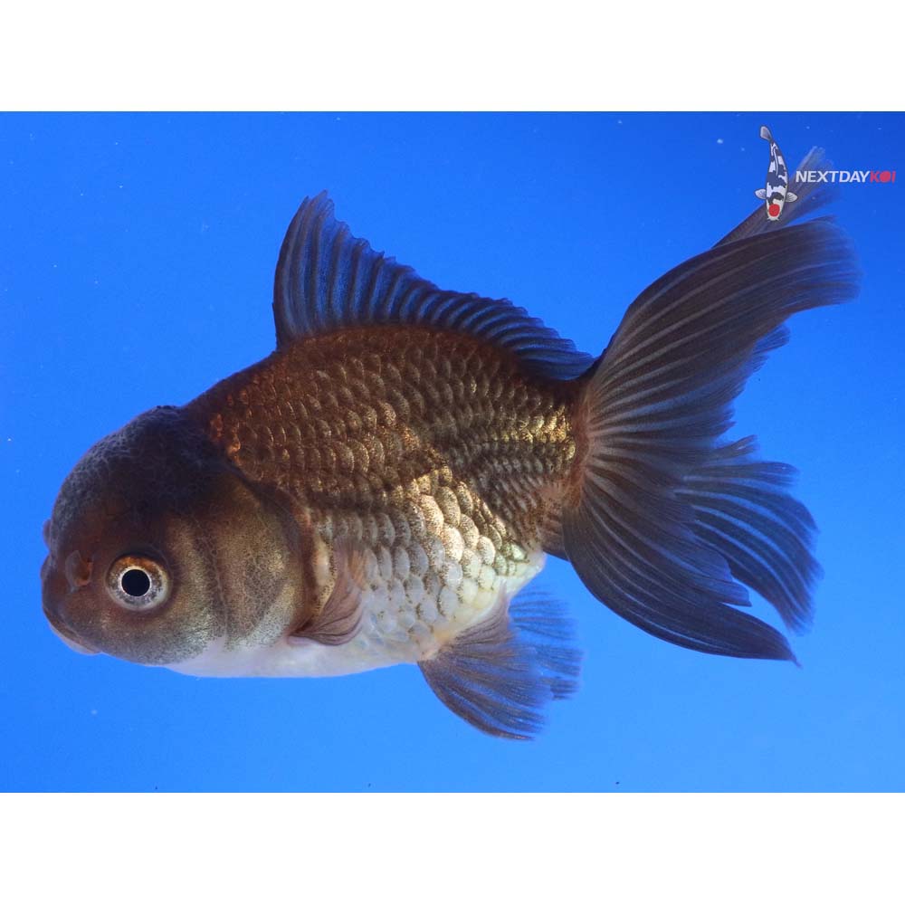 4” Imported Bronze Oranda