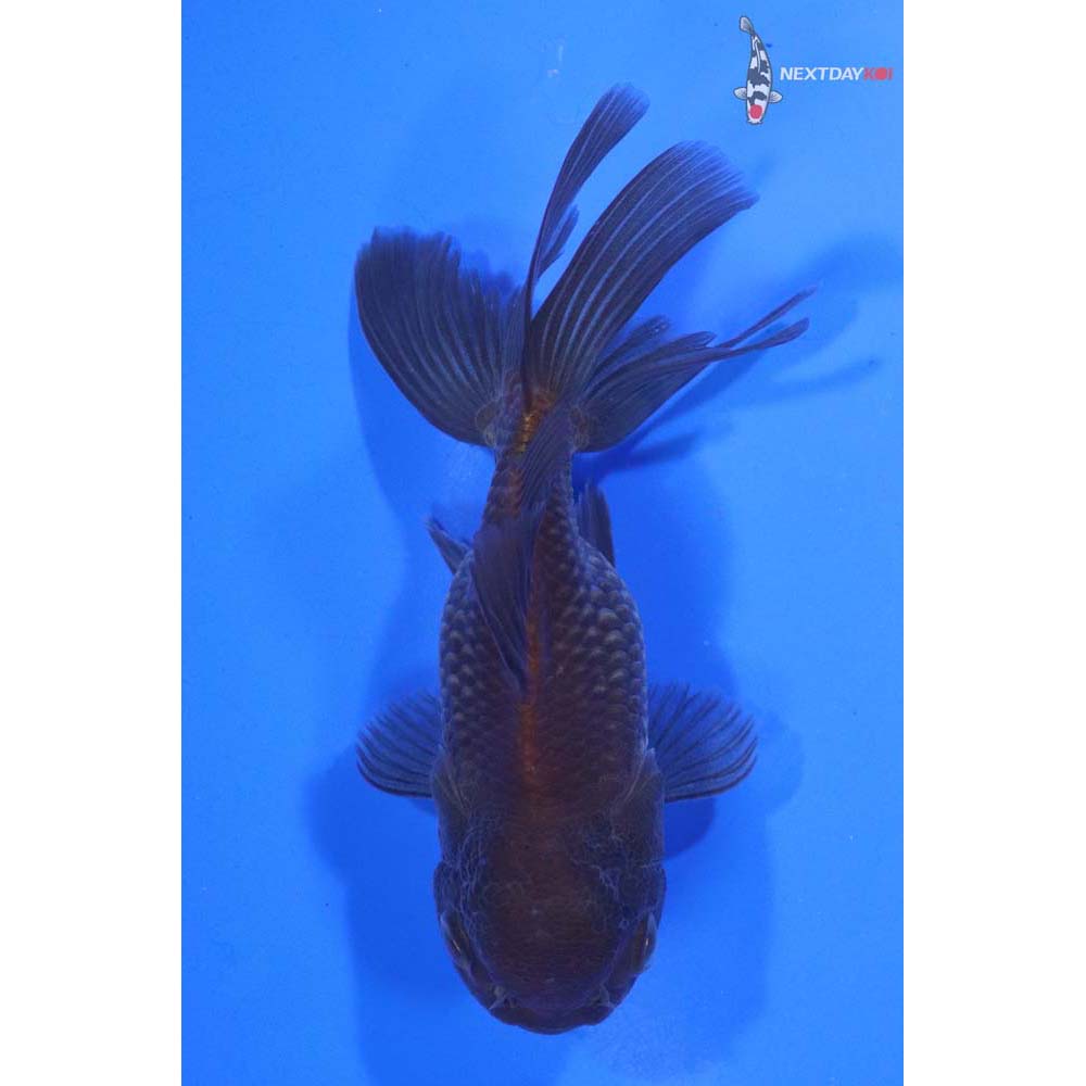 4” Imported Bronze Oranda