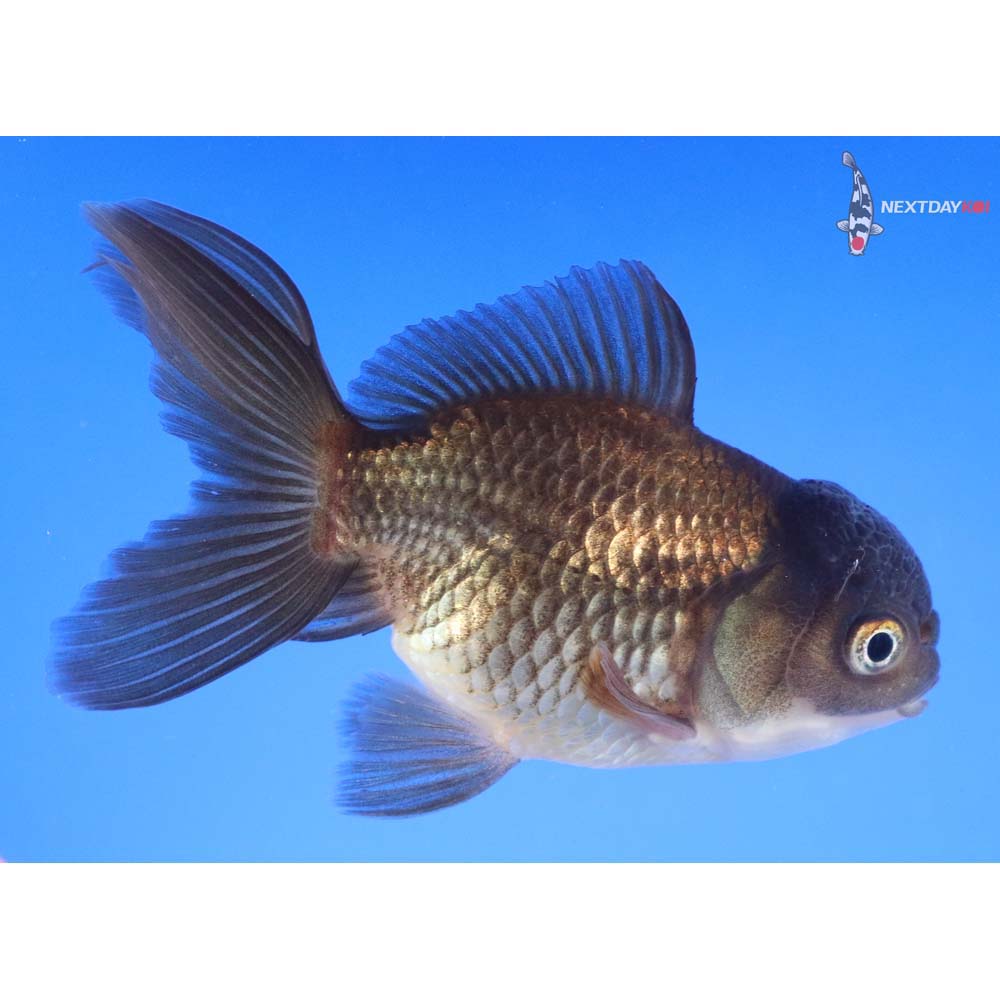 4” Imported Bronze Oranda
