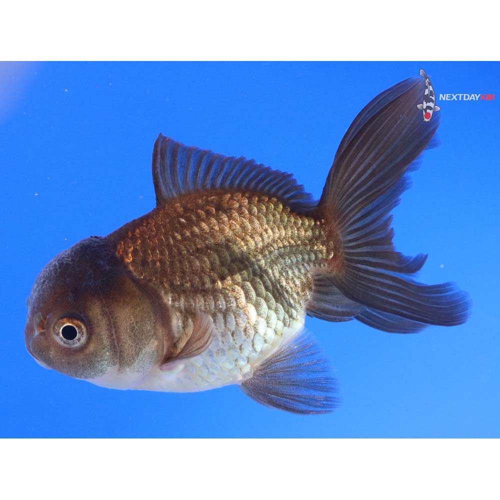 4” Imported Bronze Oranda
