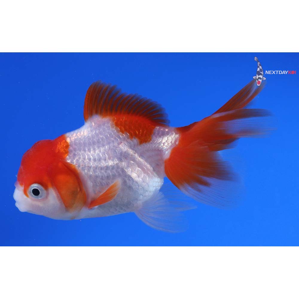 3.5” Imported Red and White Oranda