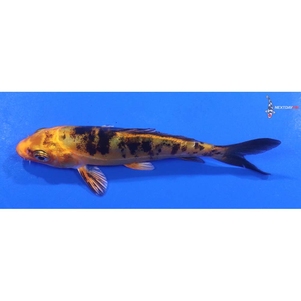 4” Imported Doitsu Kin Aka Bekko
