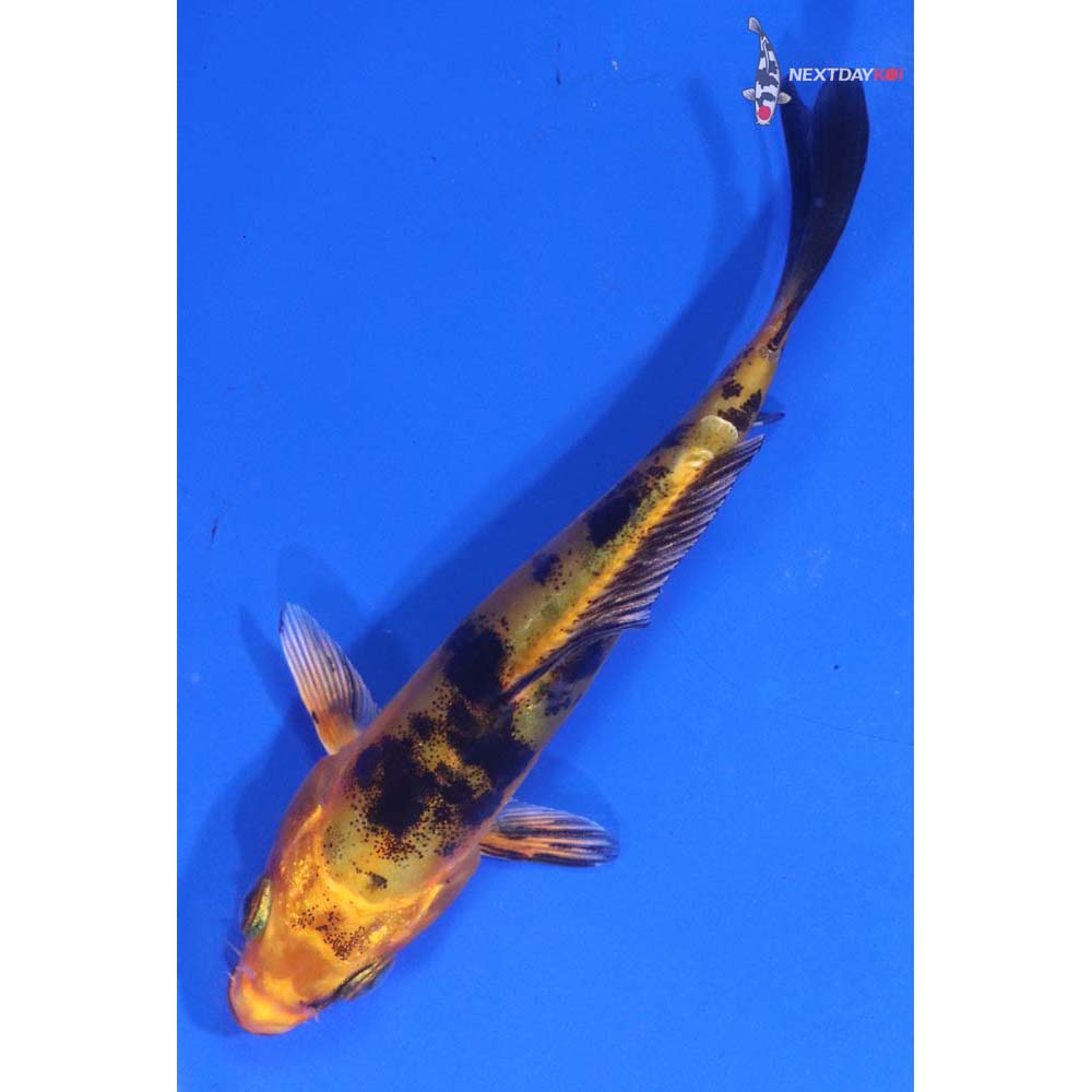 4” Imported Doitsu Kin Aka Bekko