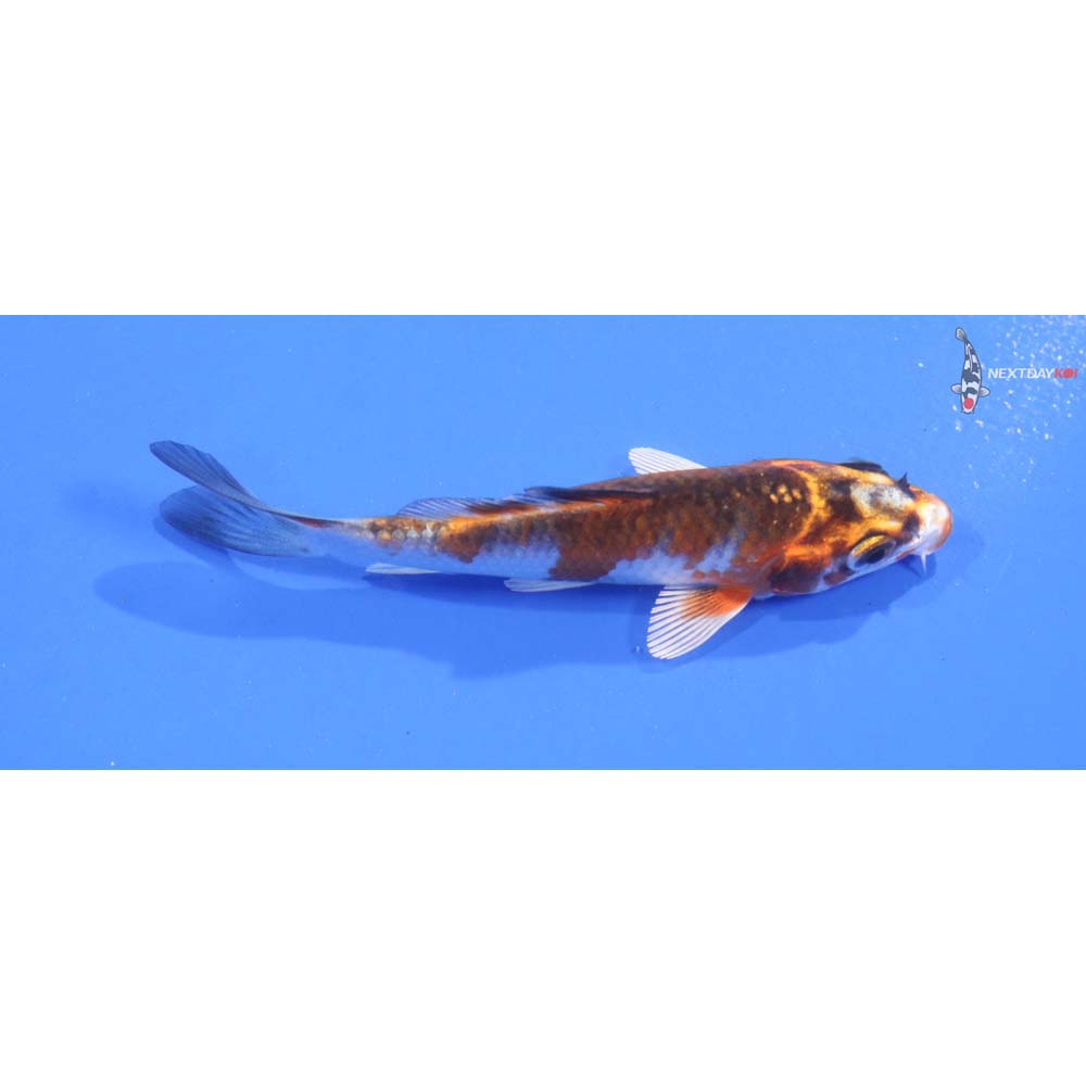 3.5” Imported Kujaku