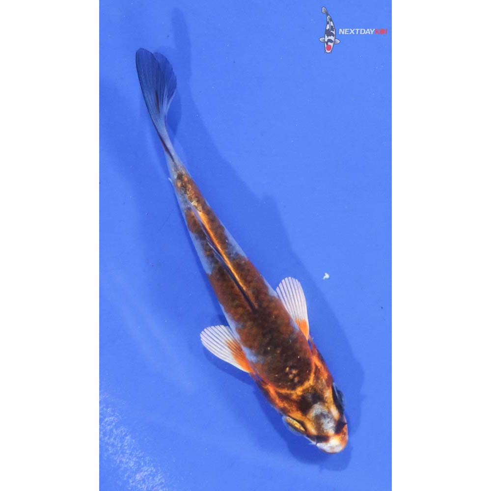 3.5” Imported Kujaku