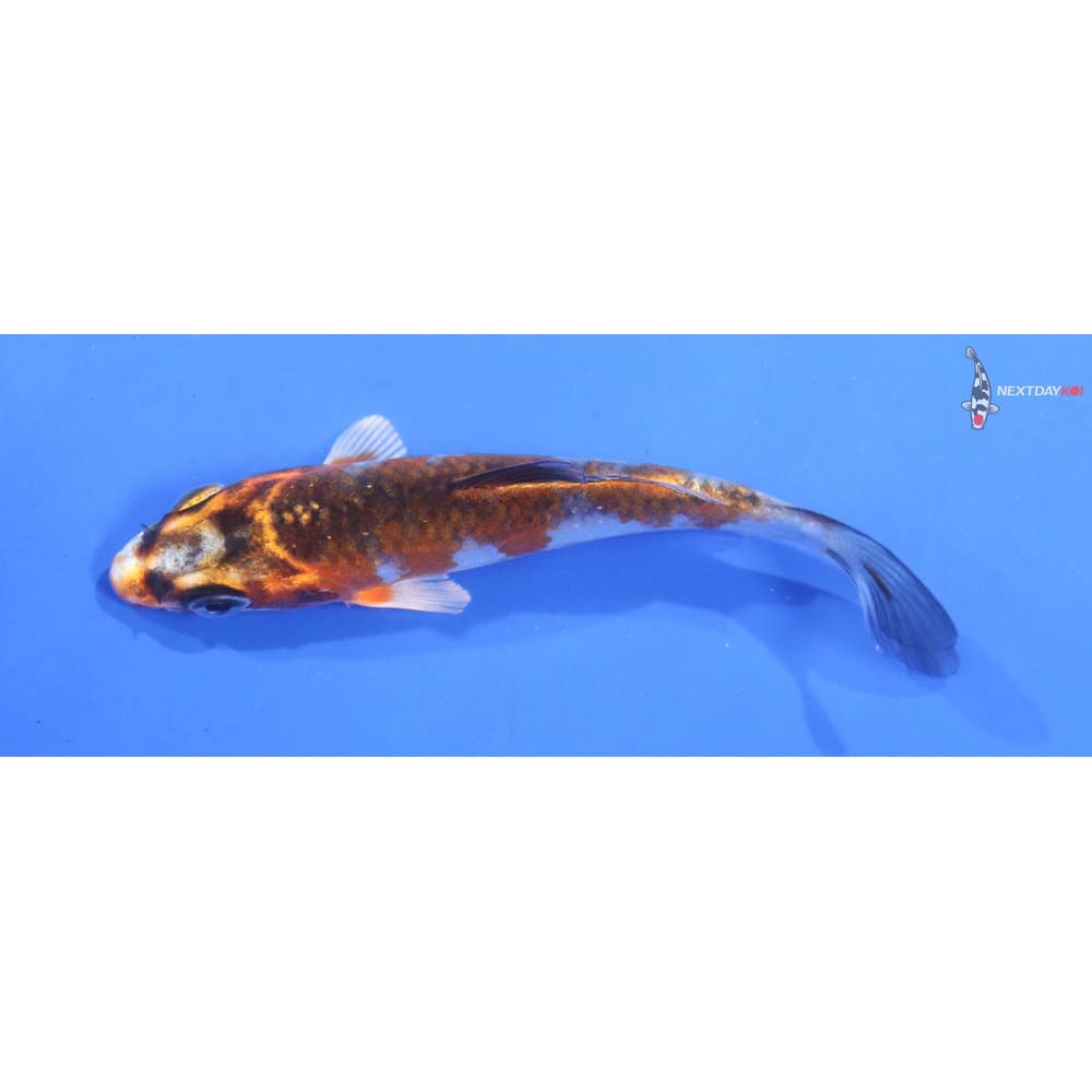 3.5” Imported Kujaku
