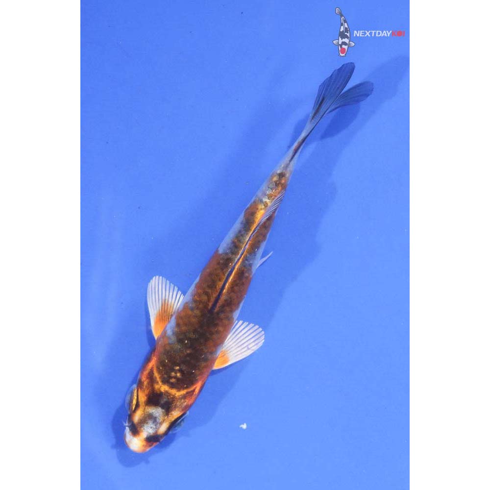 3.5” Imported Kujaku