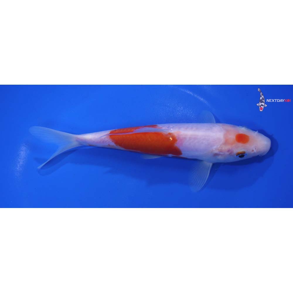 6.5” Imported Doitsu Kohaku