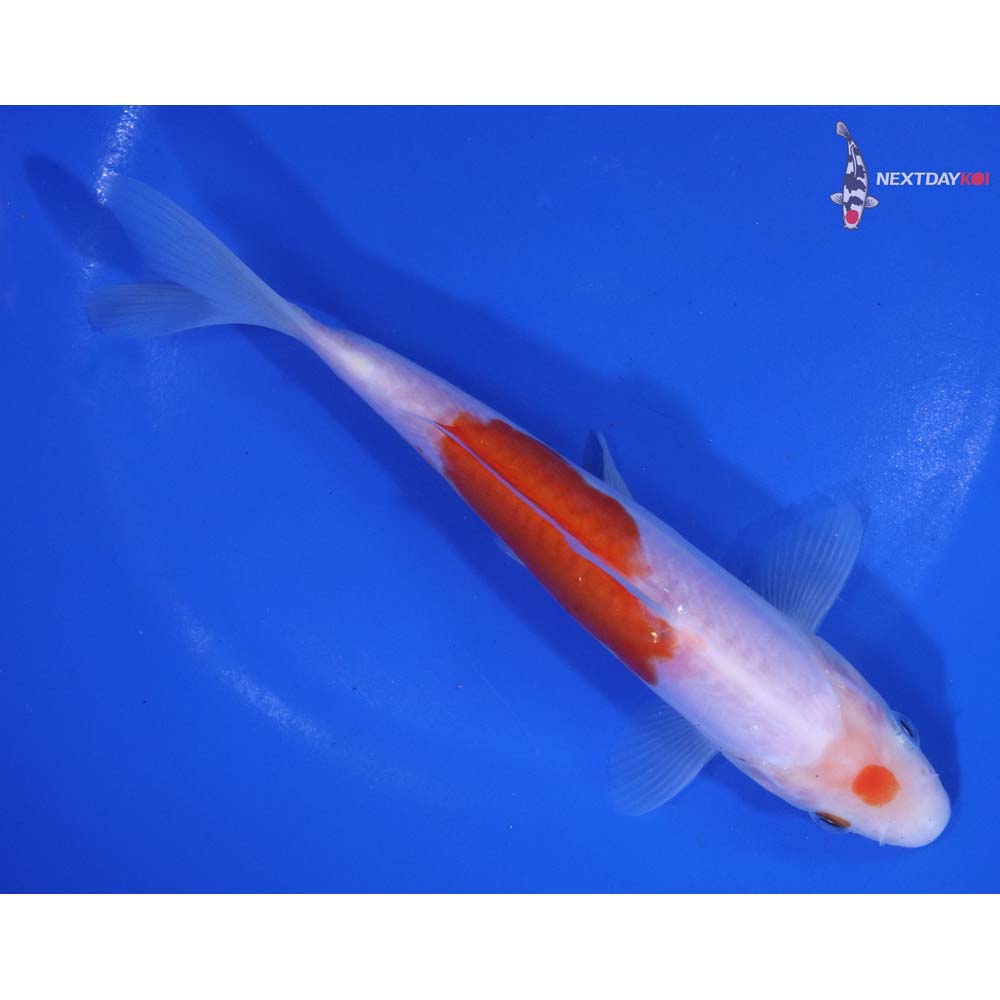 6.5” Imported Doitsu Kohaku