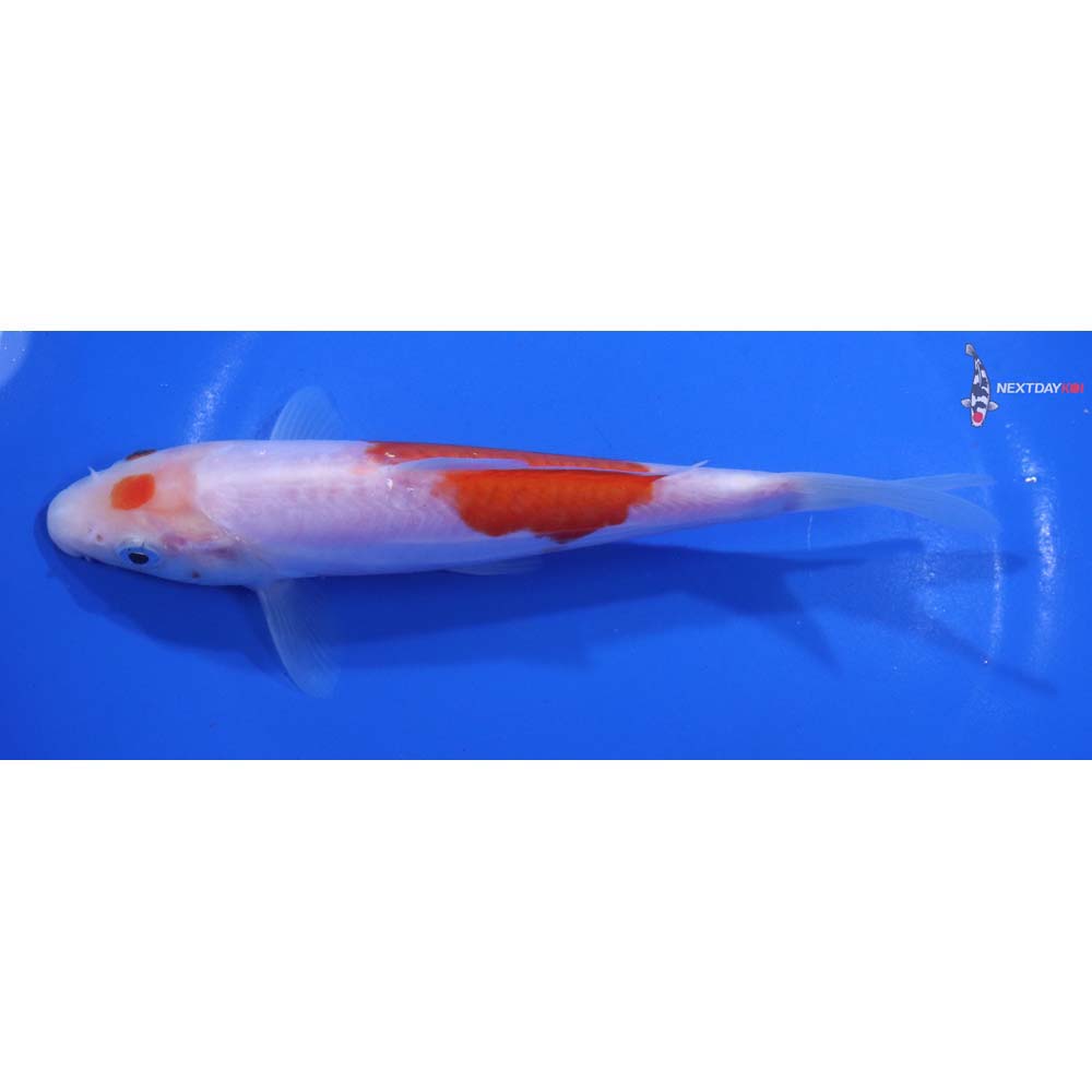 6.5” Imported Doitsu Kohaku