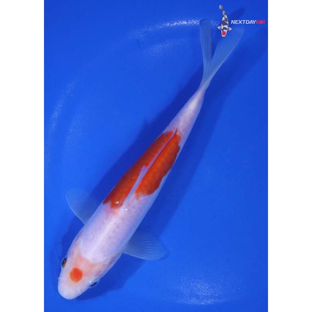 6.5” Imported Doitsu Kohaku