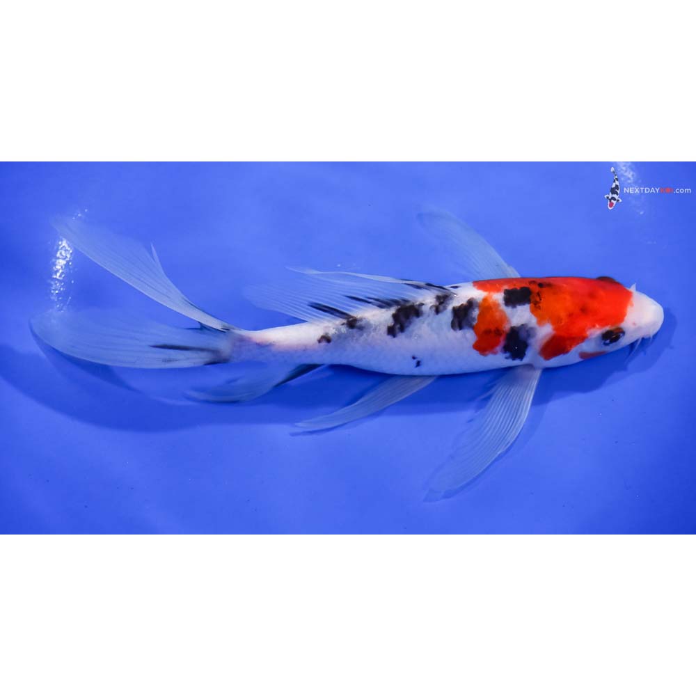 7.5” Imported Sanke Butterfly Koi
