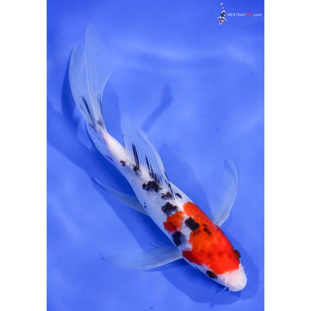 7.5” Imported Sanke Butterfly Koi