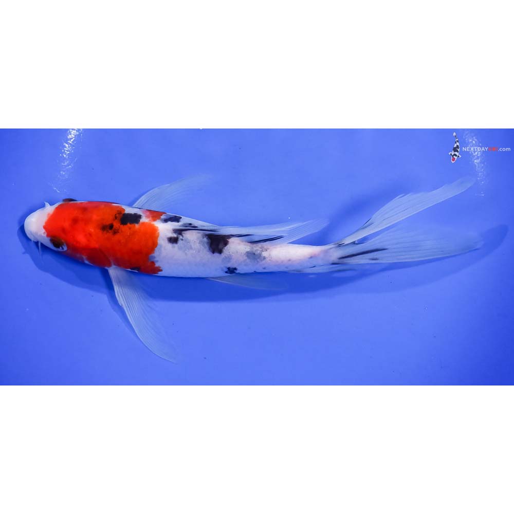 7.5” Imported Sanke Butterfly Koi