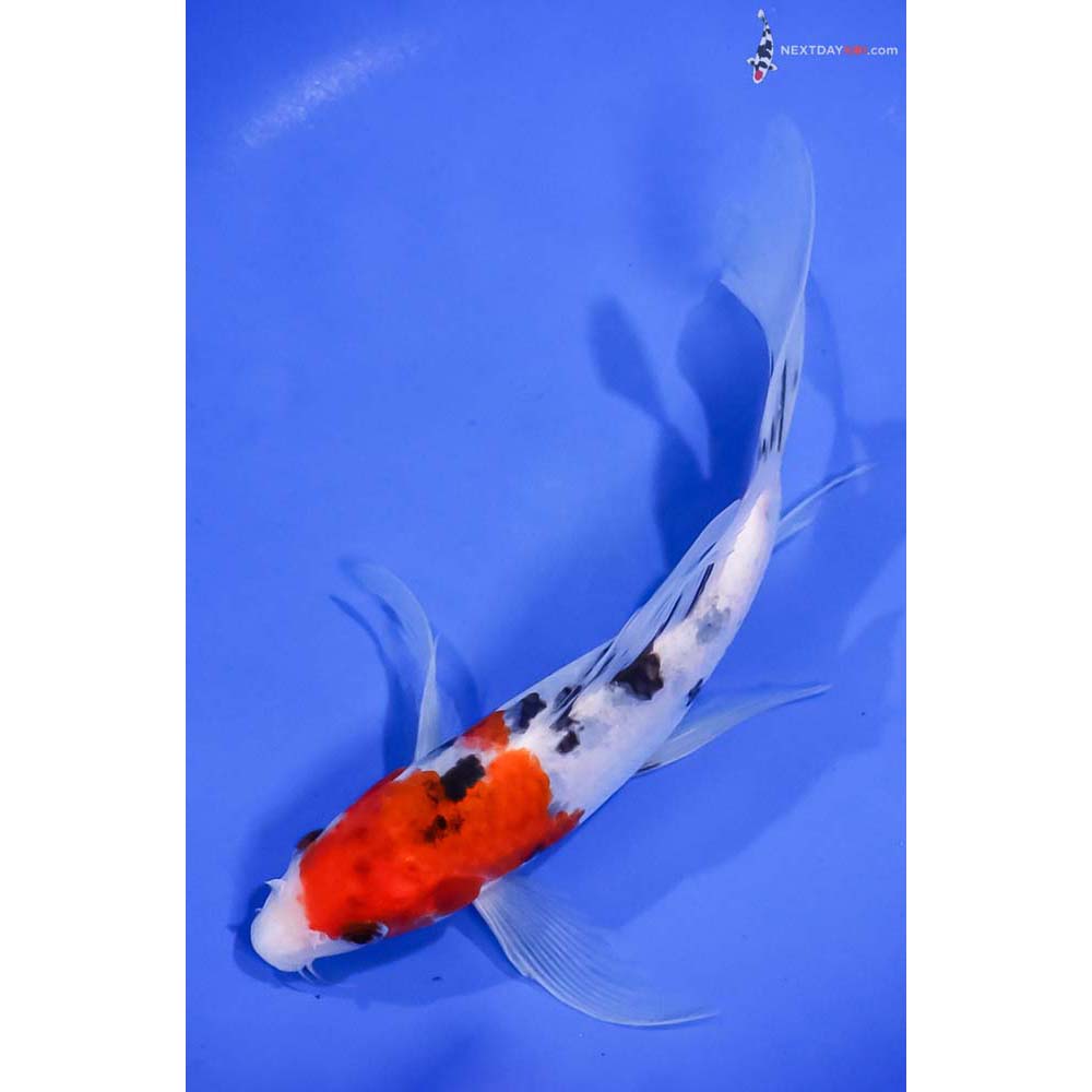 7.5” Imported Sanke Butterfly Koi