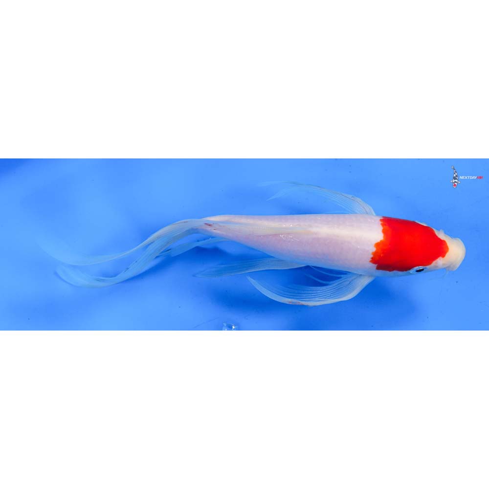 9” Imported Kohaku Butterfly Koi