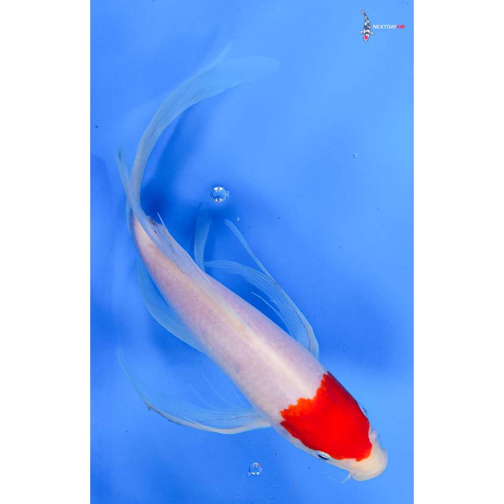 9” Imported Kohaku Butterfly Koi
