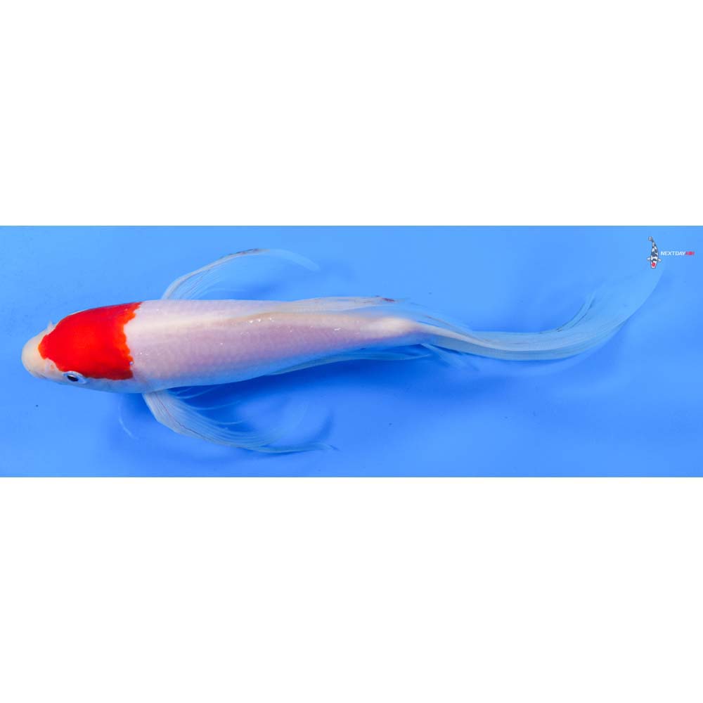 9” Imported Kohaku Butterfly Koi
