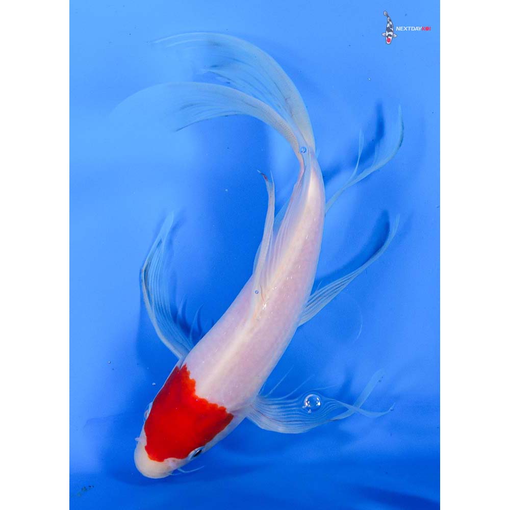 9” Imported Kohaku Butterfly Koi