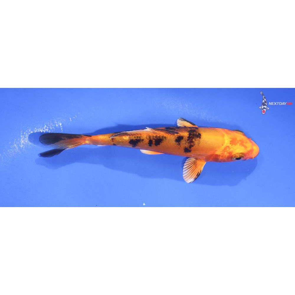 4.5” Imported Kin Aka Bekko