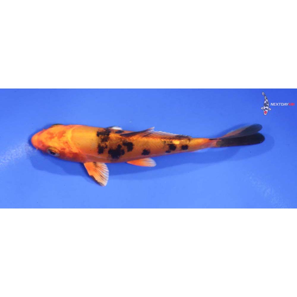 4.5” Imported Kin Aka Bekko