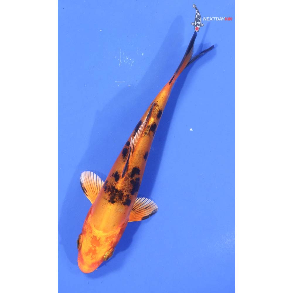 4.5” Imported Kin Aka Bekko