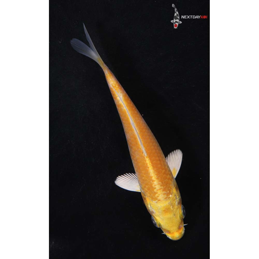 4.5” Imported Yamabuki Ogon