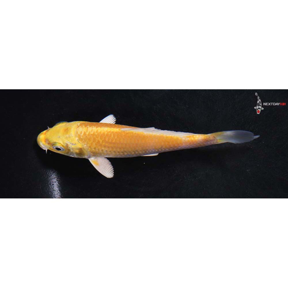4.5” Imported Yamabuki Ogon