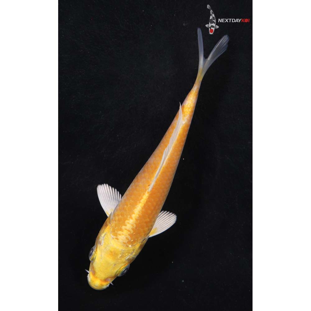 4.5” Imported Yamabuki Ogon