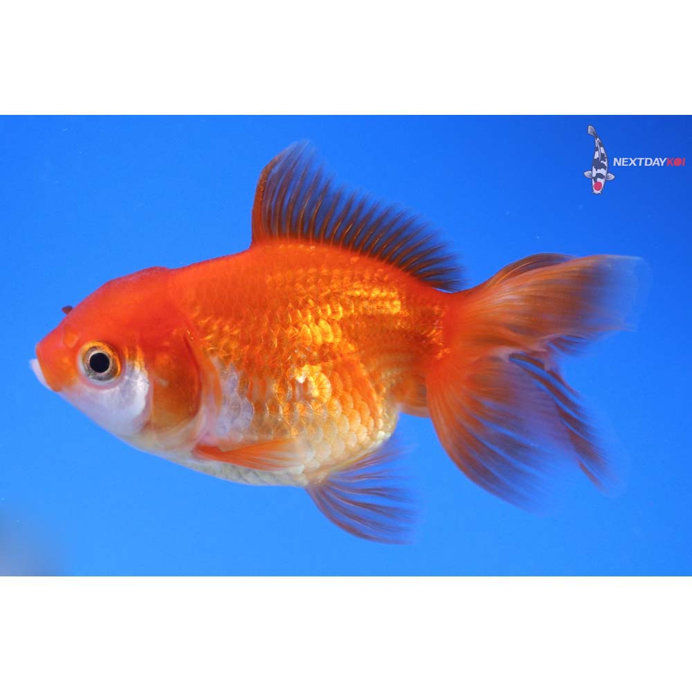 3.5” Imported Red and White Oranda