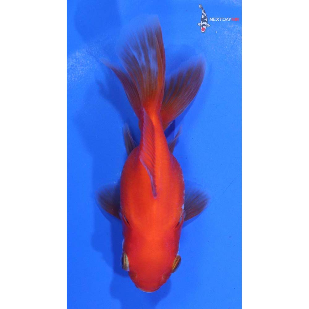 3.5” Imported Red and White Oranda