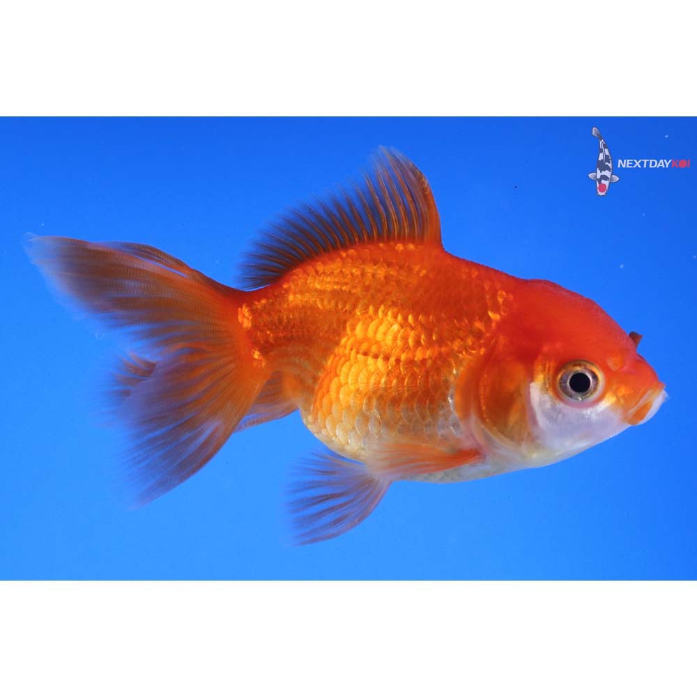 3.5” Imported Red and White Oranda