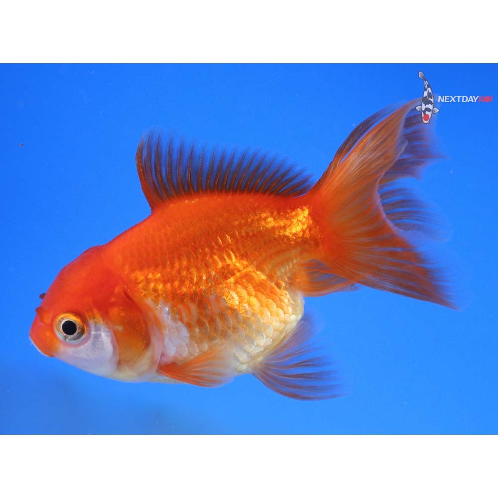 3.5” Imported Red and White Oranda