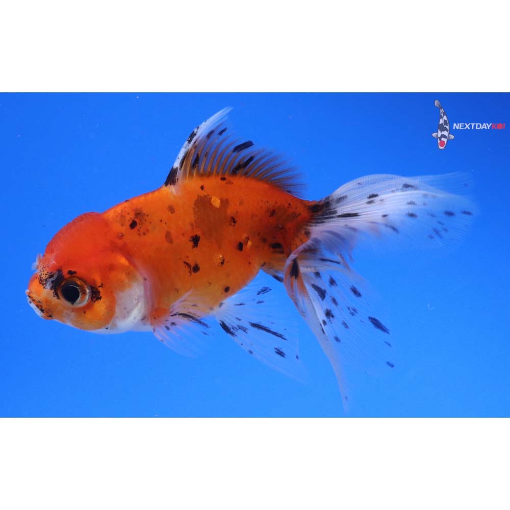 4” Imported Calico Oranda