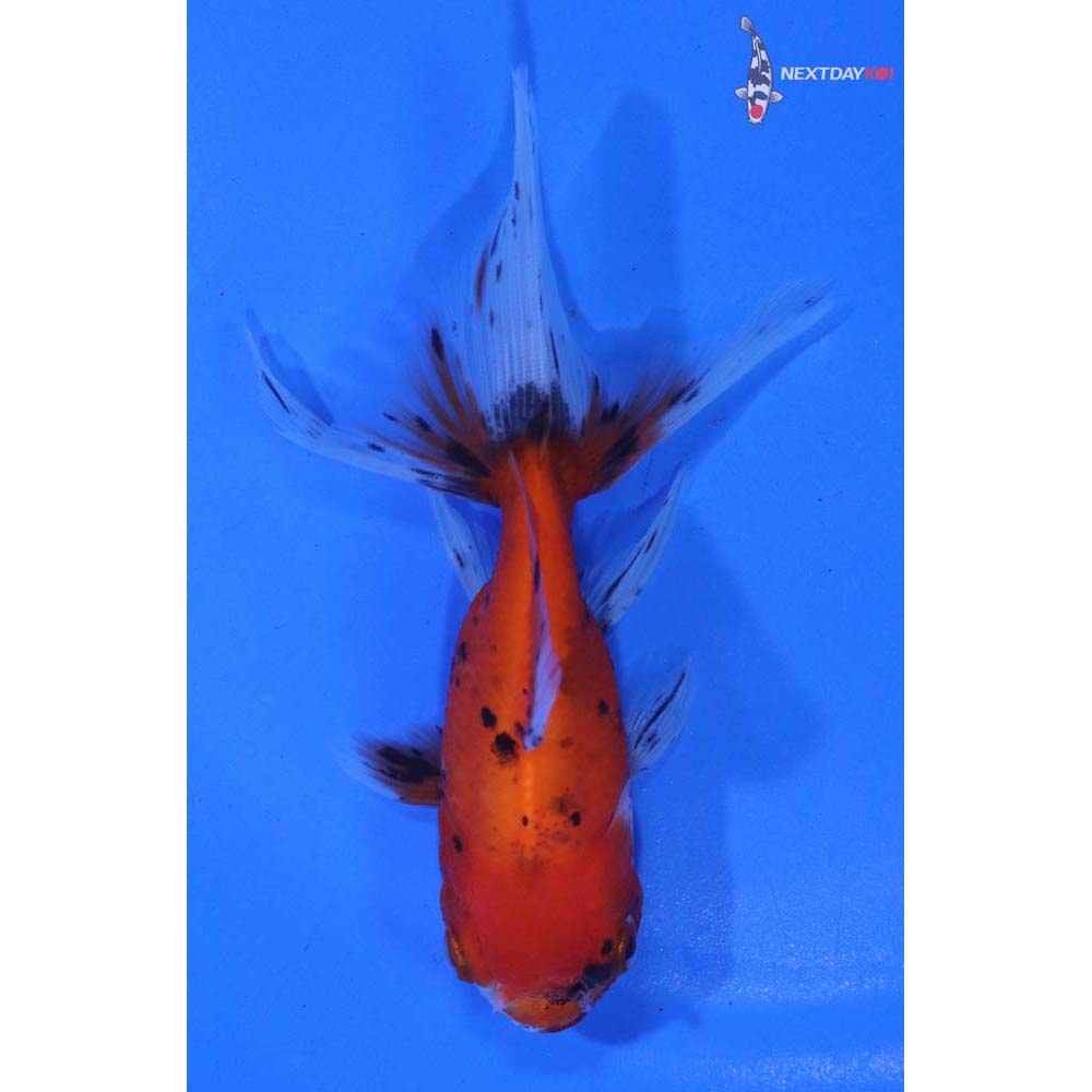 4” Imported Calico Oranda