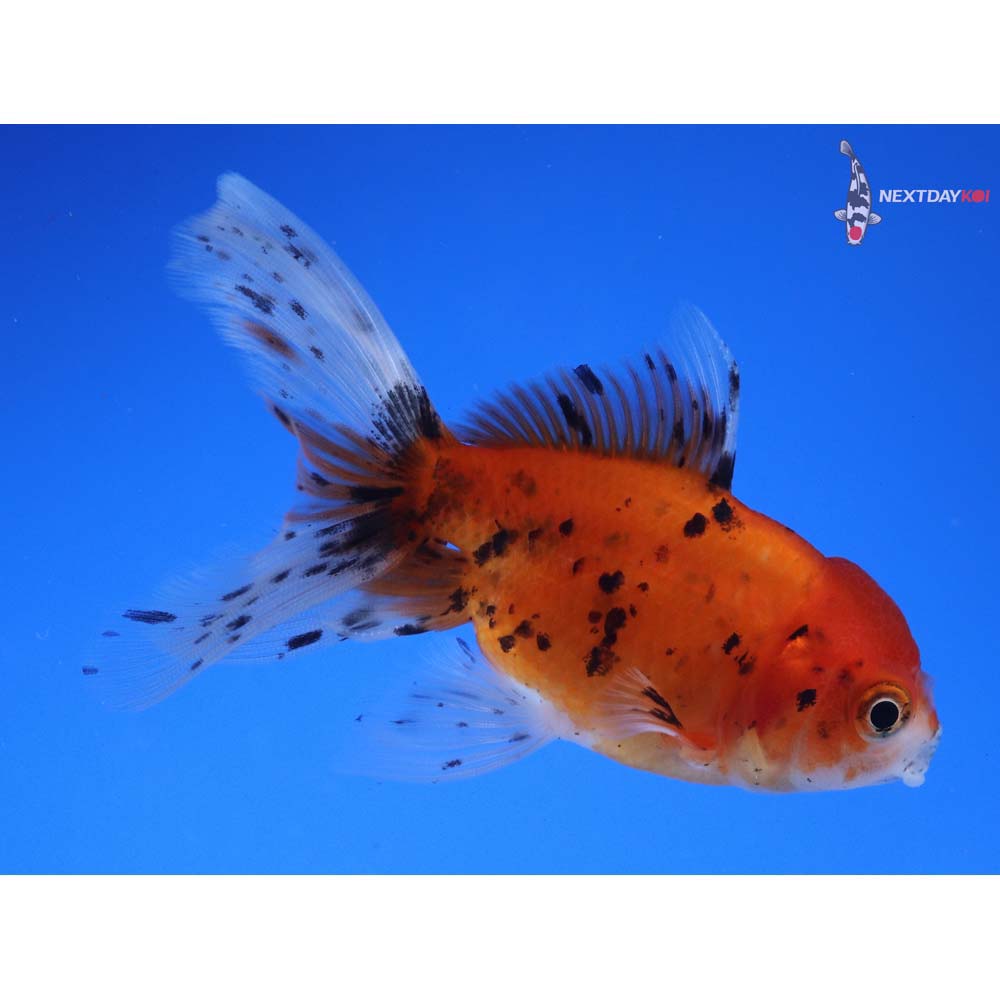4” Imported Calico Oranda
