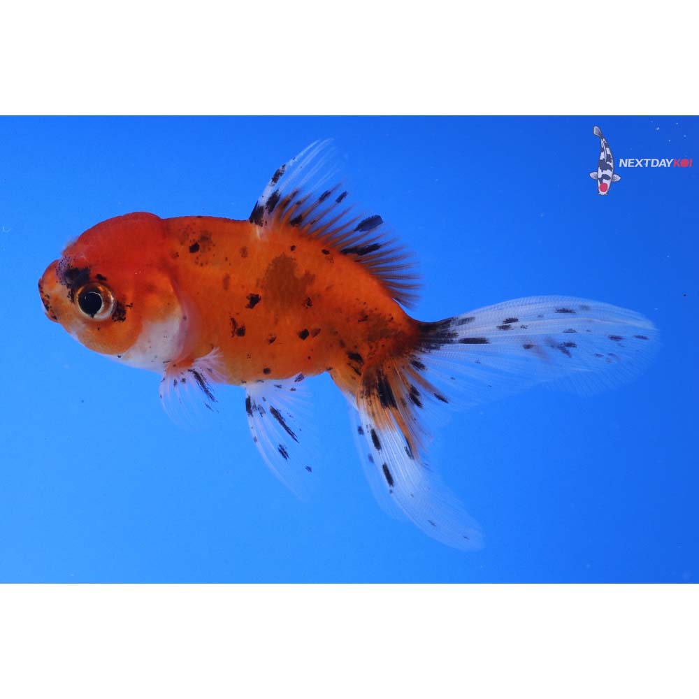 4” Imported Calico Oranda