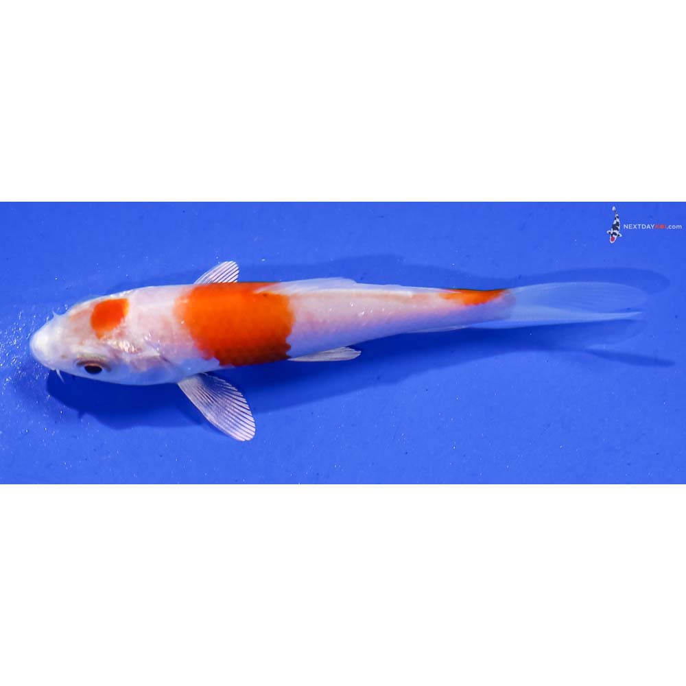3” Imported Hariwake