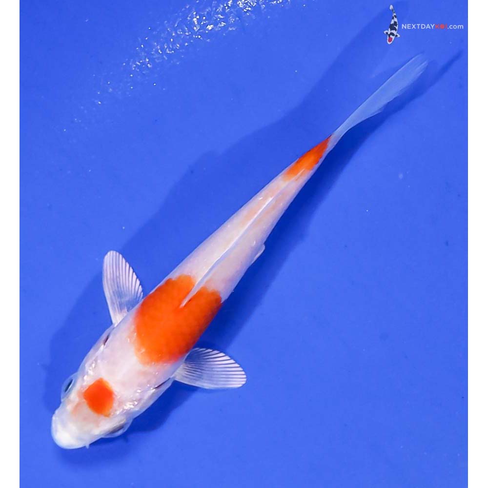 3” Imported Hariwake